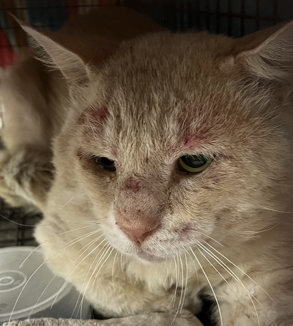 Shelter Stray Male Cat last seen PINE MEADOWS LN UMATILLA, Deer Island, FL 32778