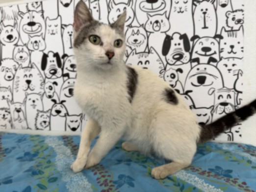 Shelter Stray Female Cat last seen , 957 N Gaffey St, San Pedro, CA 90731, USA