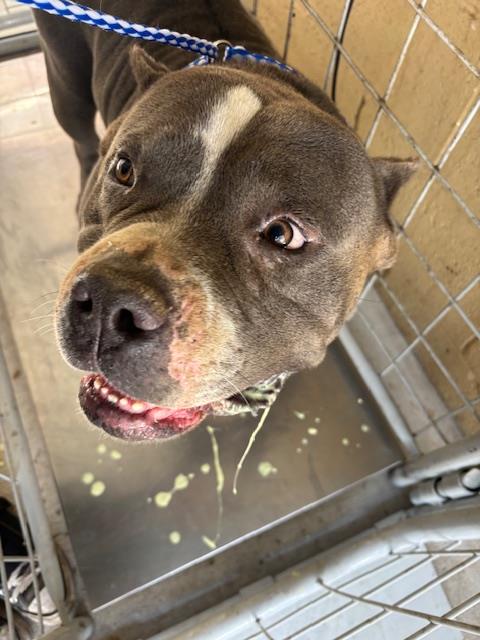 Shelter Stray Male Dog last seen Near BLK CASINO ST BAKERSFIELD,CA, Bakersfield, CA 93307