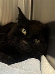 Shelter Stray Male Cat last seen Near , Indianapolis, IN 46221