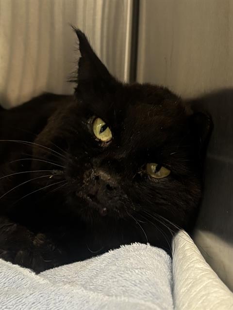 Shelter Stray Male Cat last seen Near , Indianapolis, IN 46221