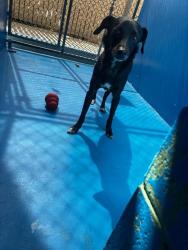 Shelter Stray Male Dog last seen Near BLK BRUNDAGE LN BAKERSFIELD,CA, Bakersfield, CA 93307