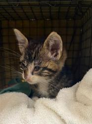 Shelter Stray Male Cat last seen , Fremont, CA 94538