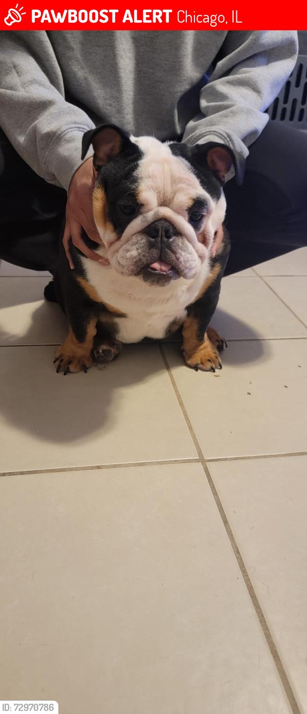 Lost Female Dog last seen Division and central, Chicago, IL 60651