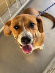 Shelter Stray Female Dog last seen Near BLK QUINCY ST, BAKERSFIELD, CA, Bakersfield, CA 93307