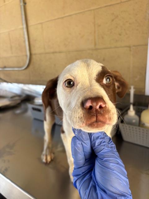 Shelter Stray Male Dog last seen Near BLK QUINCY ST, BAKERSFIELD, CA, Bakersfield, CA 93307