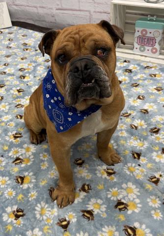 Shelter Stray Male Dog last seen Near BLOCK PIEDMONT, DETROIT, MI 48228, 7401 Chrysler Dr, Detroit, MI 48211, USA