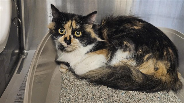 Shelter Stray Female Cat last seen , Castaic, CA 91384