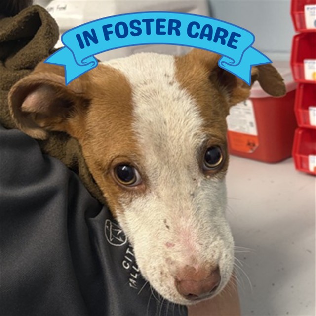 Shelter Stray Male Dog last seen Near BLOCK HOLTON ST, TALLAHASSEE FL 32310, Tallahassee, FL 32311