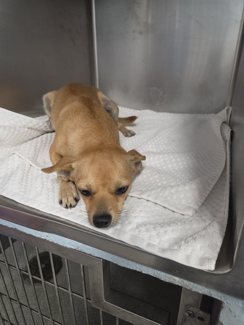 Shelter Stray Female Dog last seen Near BLOCK MERIDALE DR, TALLAHASSEE FL 32305, Tallahassee, FL 32311