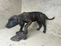 Shelter Stray Unknown Dog last seen Near BLOCK SW 38TH ST, OKLAHOMA CITY OK 73119, Oklahoma City, OK 73129