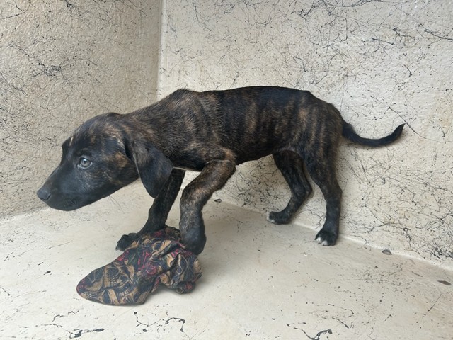 Shelter Stray Unknown Dog last seen Near BLOCK SW 38TH ST, OKLAHOMA CITY OK 73119, Oklahoma City, OK 73129