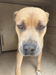 Shelter Stray Unknown Dog last seen Near BLOCK ELK CANYON RD OKC 73162, Oklahoma City, OK 73129