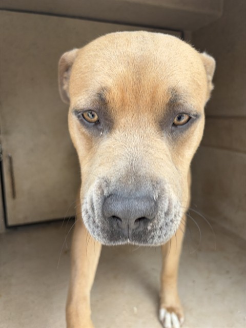 Shelter Stray Unknown Dog last seen Near BLOCK ELK CANYON RD OKC 73162, Oklahoma City, OK 73129