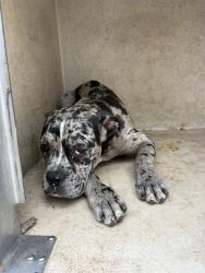 Shelter Stray Unknown Dog last seen Near BLOCK ELK CANYON RD OKC 73162, Oklahoma City, OK 73129