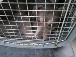 Shelter Stray Male Dog last seen Near BLOCK FLAMINGO AVE, Oklahoma City, OK 73129