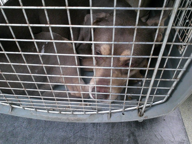 Shelter Stray Male Dog last seen Near BLOCK FLAMINGO AVE, Oklahoma City, OK 73129