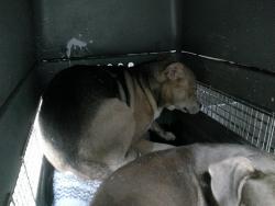 Shelter Stray Unknown Dog last seen Near BLOCK FLAMINGO AVE, Oklahoma City, OK 73129