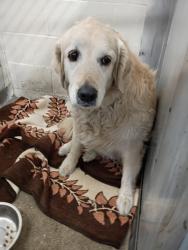 Shelter Stray Male Dog last seen Near W HIGHLAND AVE X H ST, San Bernardino, CA 92401