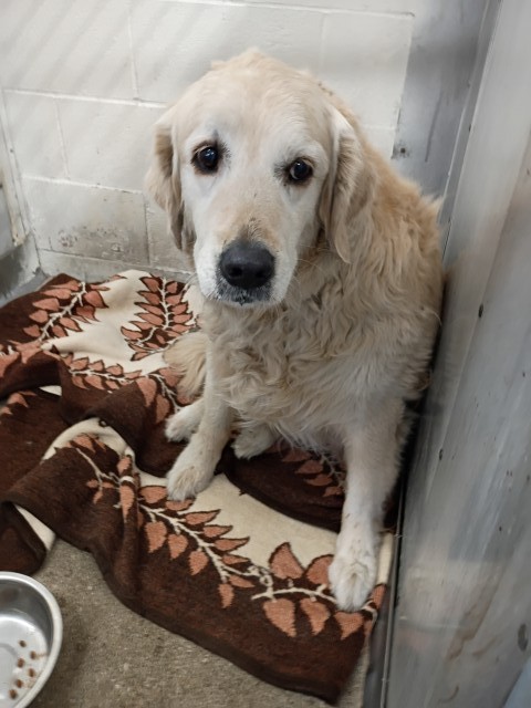 Shelter Stray Male Dog last seen Near W HIGHLAND AVE X H ST, San Bernardino, CA 92401
