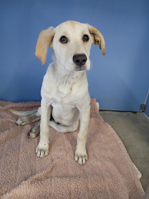 Shelter Stray Female Dog last seen Near BLOCK N 8TH, San Bernardino, CA 92401