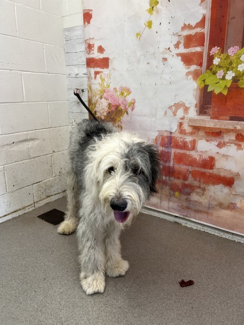 Shelter Stray Male Dog last seen SAN SEVAINE X? OAKSPRING, San Bernardino, CA 92401