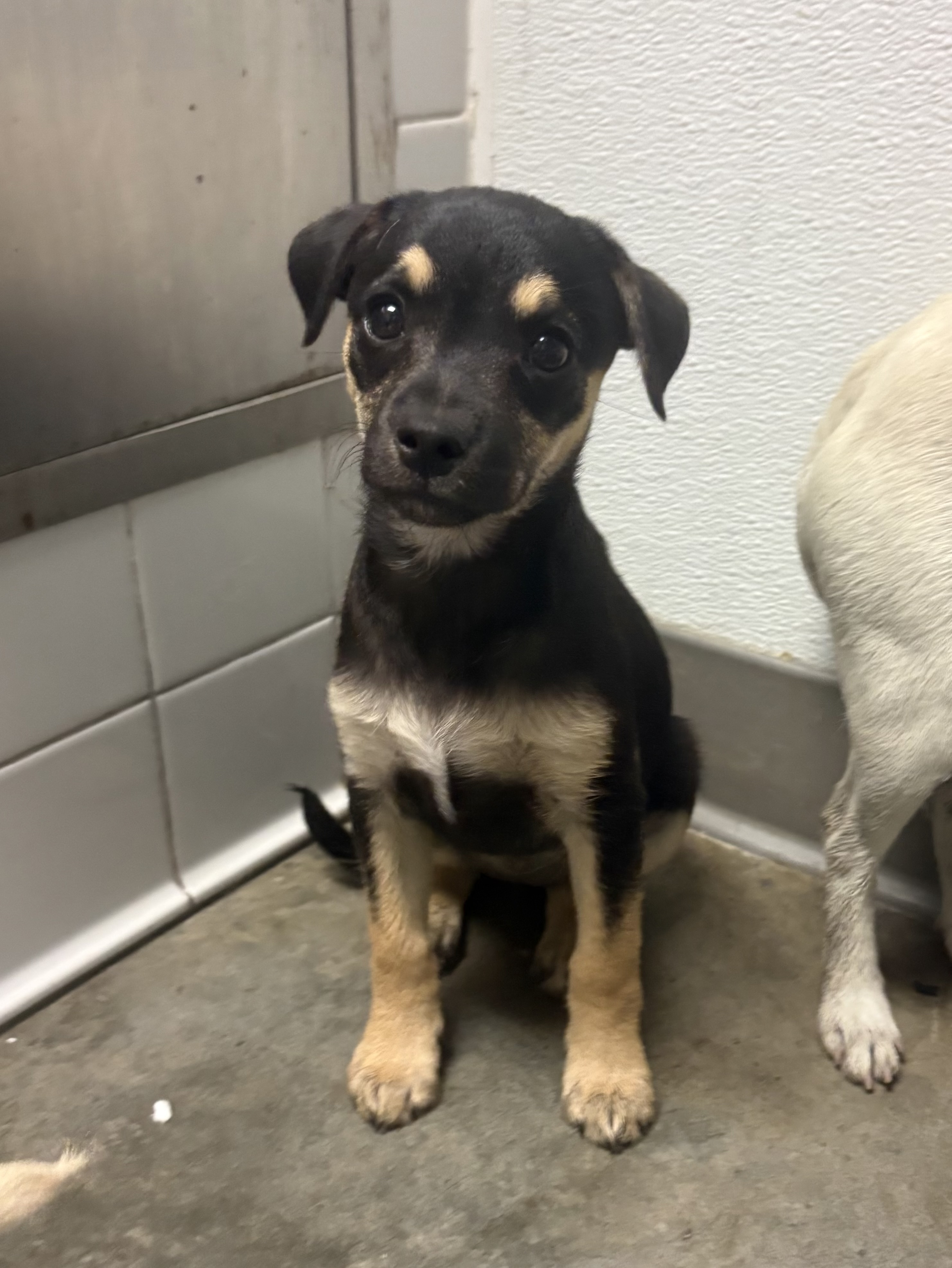 Shelter Stray Female Dog last seen , Los Angeles, CA 90025