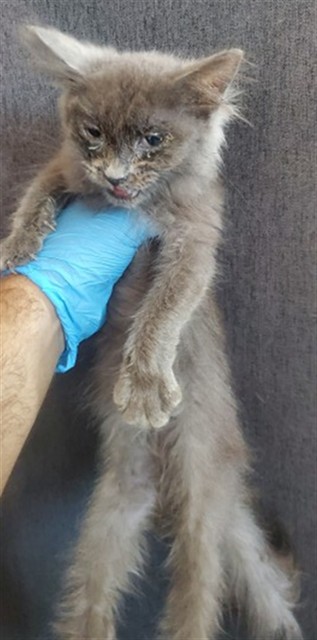Shelter Stray Female Cat last seen Near BLOCK W. ATHOL ST, 333 Chandler Pl, San Bernardino, CA 92408, USA