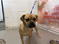 Shelter Stray Female Dog last seen AUTO CENTER AND CAMINO REAL, San Bernardino, CA 92401
