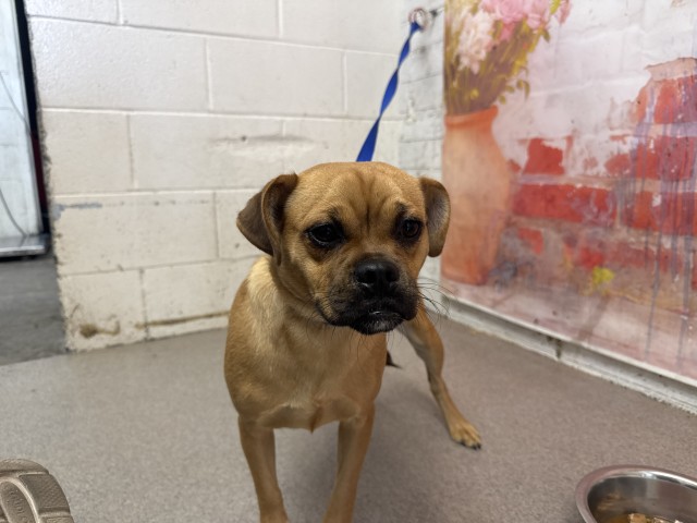 Shelter Stray Female Dog last seen AUTO CENTER AND CAMINO REAL, San Bernardino, CA 92401