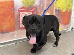 Shelter Stray Male Dog last seen AUTO CENTER AND CAMINO REAL, San Bernardino, CA 92401