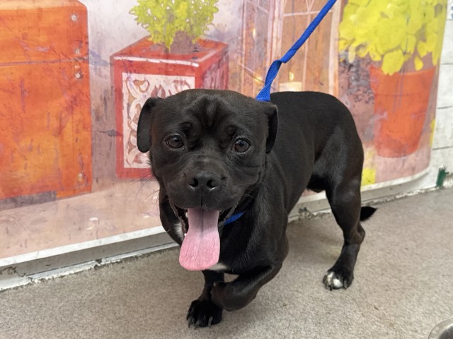 Shelter Stray Male Dog last seen AUTO CENTER AND CAMINO REAL, San Bernardino, CA 92401