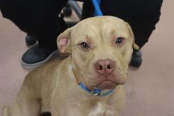 Shelter Stray Female Dog last seen Near BLOCK BOULDER CREEK TRL, Columbia, SC 29209