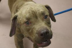 Shelter Stray Male Dog last seen Near BLOCK BOULDER CREEK TRL, Columbia, SC 29209