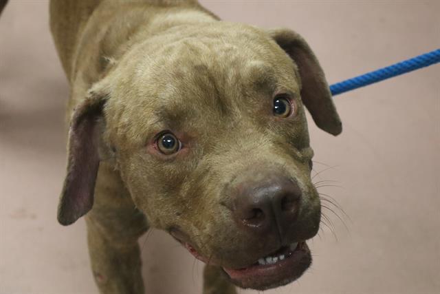 Shelter Stray Male Dog last seen Near BLOCK BOULDER CREEK TRL, Columbia, SC 29209