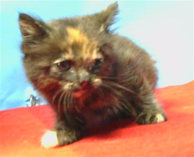 Shelter Stray Female Cat last seen , Gardena, CA 90248