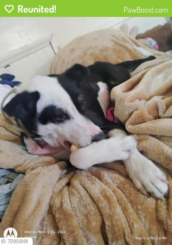 Reunited Female Dog last seen Dollar general, New Castle, PA 16101