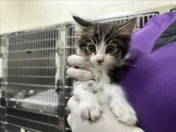 Shelter Stray Female Cat last seen Near BLOCK  LEAPING POWDER RD, 100 Caja Del Rio Rd, Santa Fe, NM 87507, USA