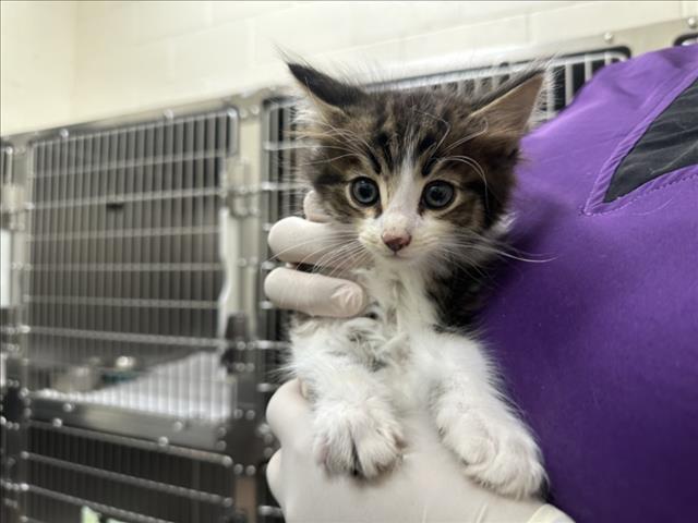 Shelter Stray Female Cat last seen Near BLOCK  LEAPING POWDER RD, 100 Caja Del Rio Rd, Santa Fe, NM 87507, USA