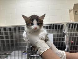 Shelter Stray Female Cat last seen Near BLOCK  LEAPING POWDER RD, 100 Caja Del Rio Rd, Santa Fe, NM 87507, USA