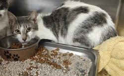 Shelter Stray Female Cat last seen Near BLOCK JAGUAR DRIVE SANTA FE NM 87507, 100 Caja Del Rio Rd, Santa Fe, NM 87507, USA