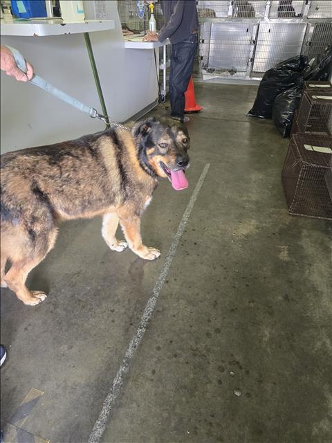 Shelter Stray Male Dog last seen , Los Angeles, CA 90047