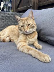 Lost Male Cat last seen Jubilee terrace , Cambridgeshire, England CB7