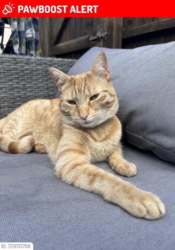 Lost Male Cat last seen Jubilee terrace , Cambridgeshire, England CB7