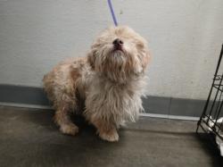 Shelter Stray Female Dog last seen , Los Angeles, CA 90047