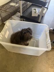 Shelter Stray Male Dog last seen , Los Angeles, CA 90047