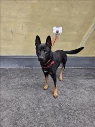 Shelter Stray Male Dog last seen , Los Angeles, CA 90047