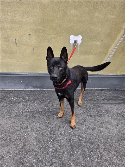 Shelter Stray Male Dog last seen , Los Angeles, CA 90047