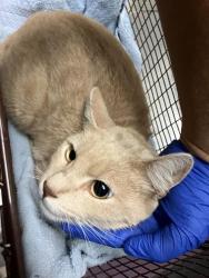Shelter Stray Male Cat last seen Near BLOCK BLCK ERIC AVE, CERRITOS, CA 90703, Cerritos, CA 90703, USA