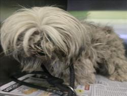 Shelter Stray Female Dog last seen , Los Angeles, CA 90047